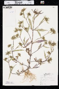 Bidens tripartita image