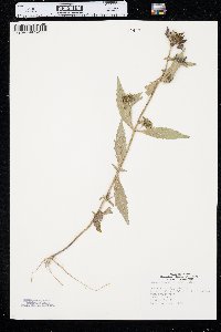 Bidens tripartita image