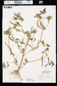 Bidens tripartita image