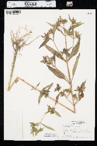 Bidens tripartita image