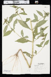 Bidens tripartita image