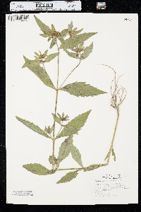 Bidens tripartita image