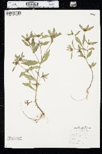 Bidens tripartita image