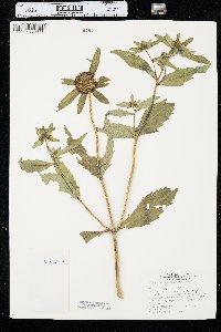 Bidens tripartita image