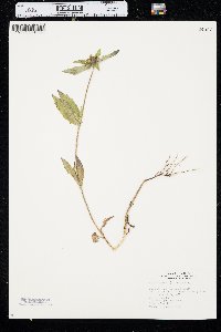 Bidens tripartita image