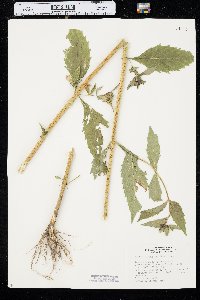 Bidens tripartita image