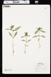 Bidens tripartita image