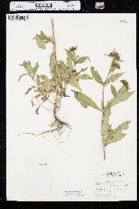 Bidens tripartita image