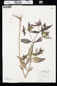 Bidens tripartita image