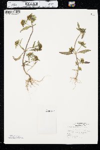 Bidens tripartita image