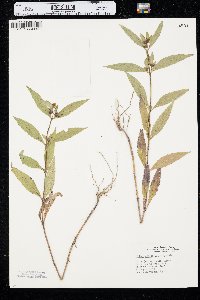 Bidens tripartita image