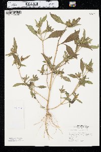 Bidens tripartita image