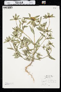 Bidens tripartita image