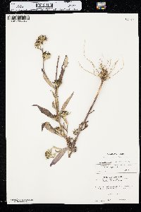 Bidens tripartita image