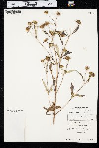 Bidens connata image