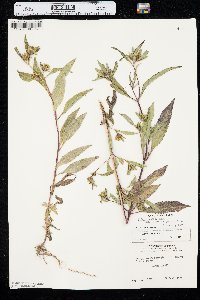 Bidens connata image