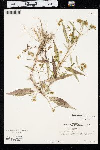 Bidens connata var. petiolata image