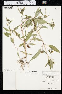 Bidens connata image