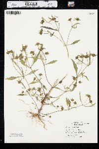 Bidens connata image