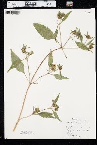 Bidens connata image