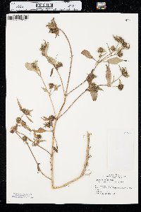 Bidens connata image