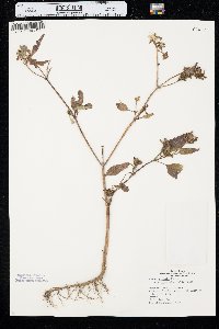 Bidens connata image