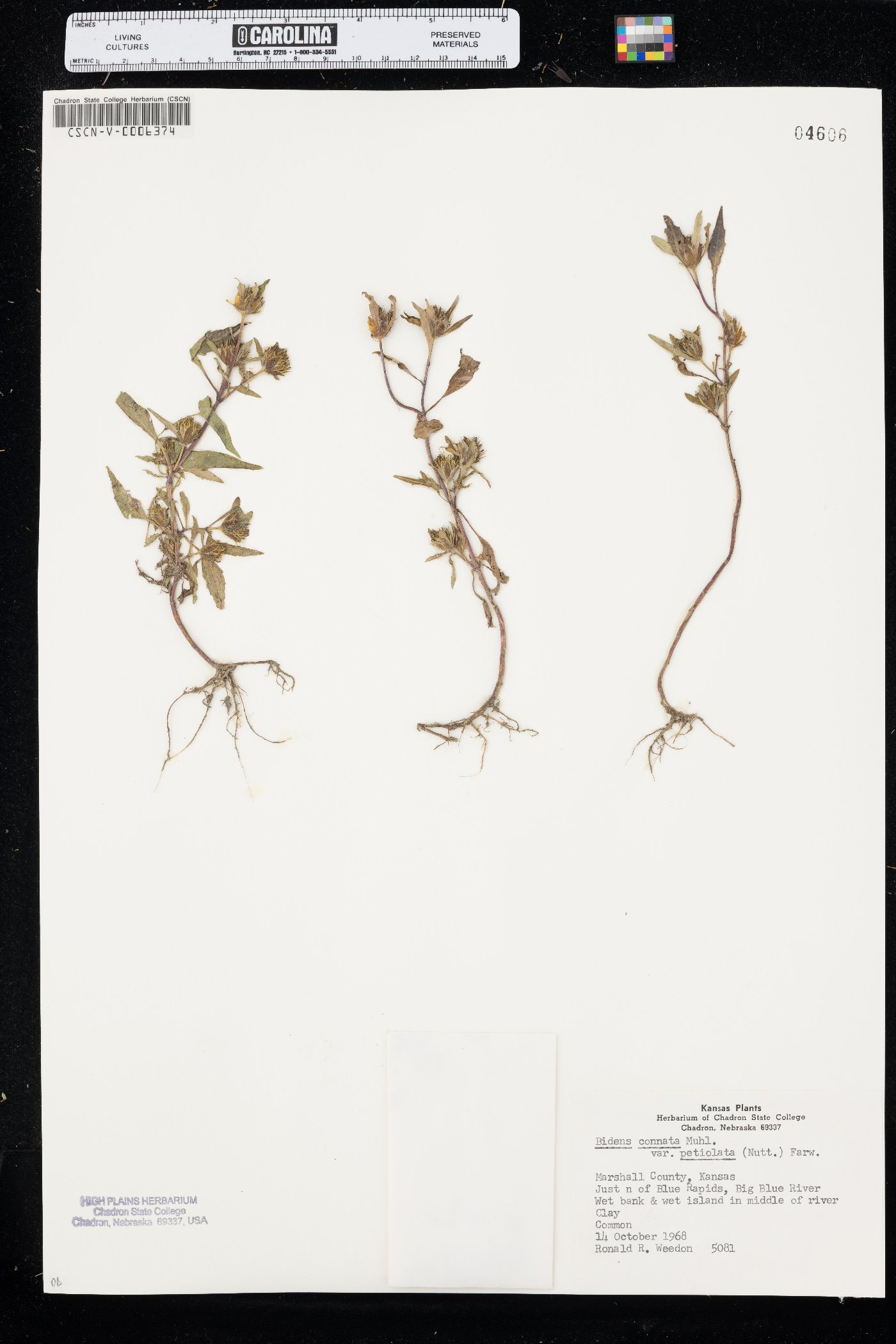 Bidens connata var. petiolata image