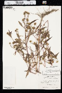 Bidens connata image