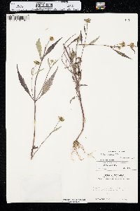 Bidens connata image