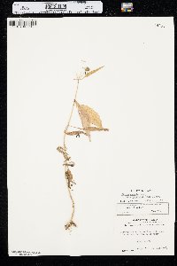 Bidens connata image