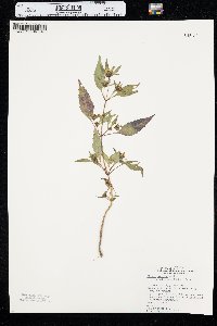 Bidens connata image