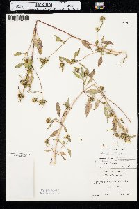 Bidens connata var. petiolata image