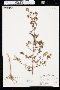 Bidens connata image