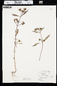 Bidens connata image