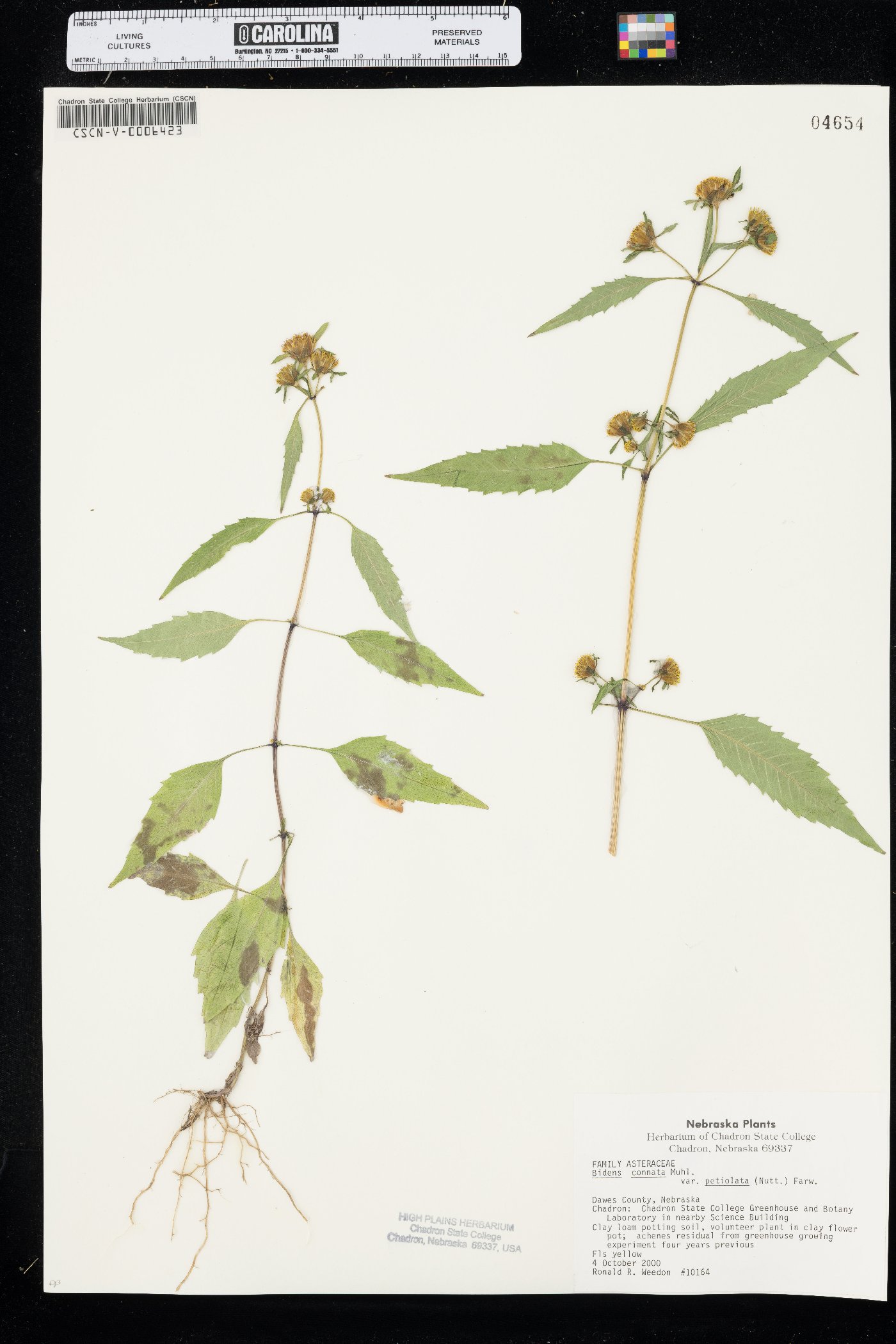 Bidens connata var. petiolata image