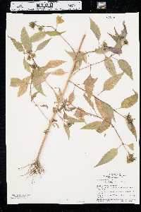 Bidens connata image