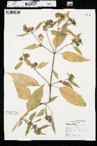 Bidens connata image