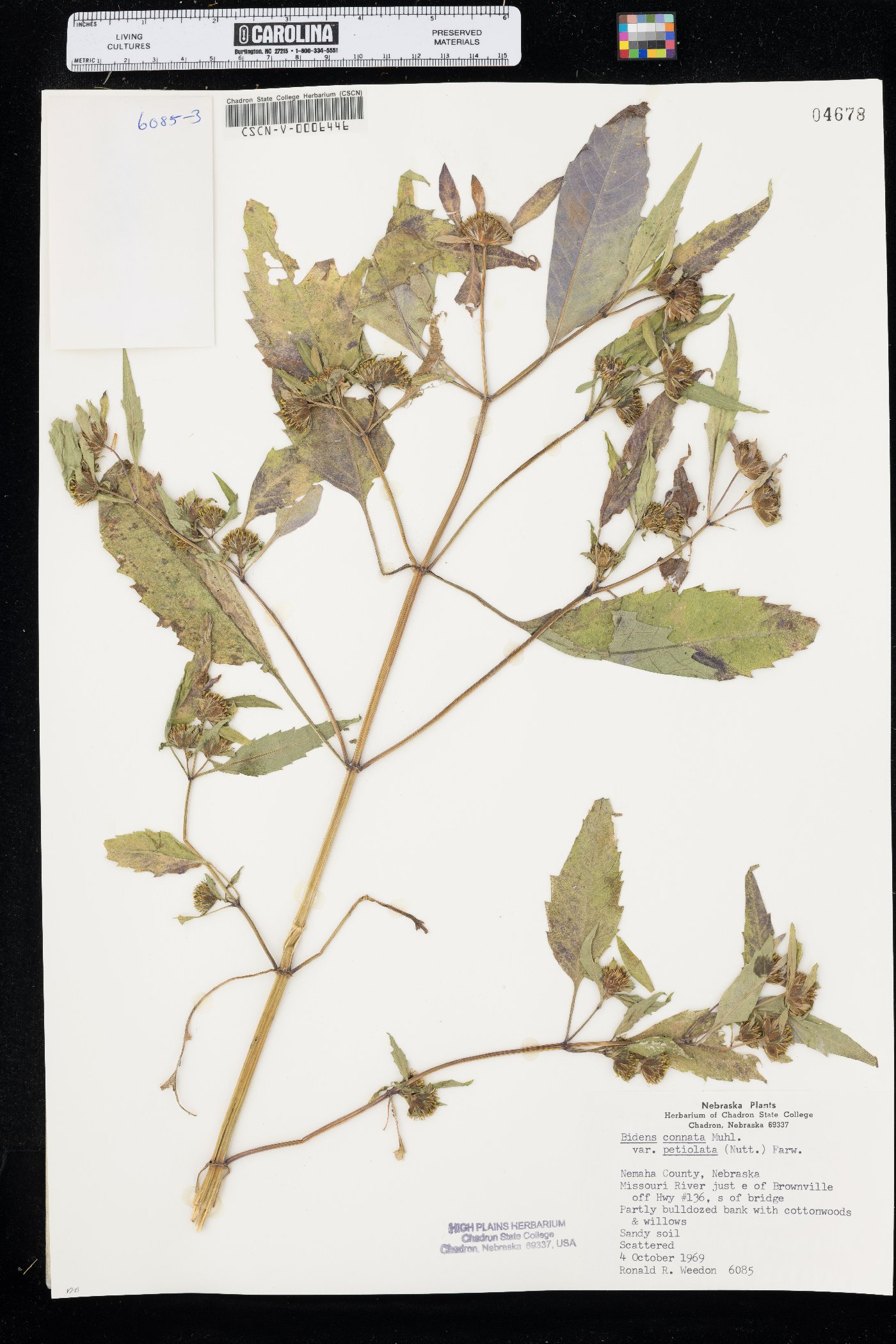 Bidens connata var. petiolata image