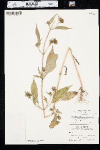 Bidens connata image