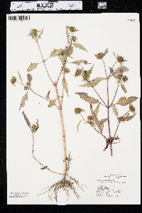 Bidens connata image