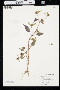 Bidens connata image