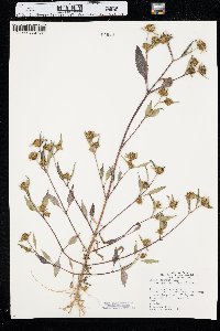 Bidens connata image