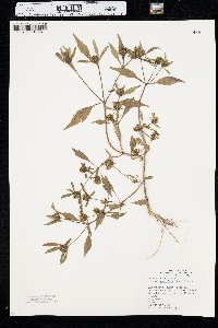 Bidens connata image