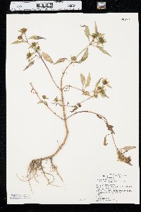 Bidens connata image