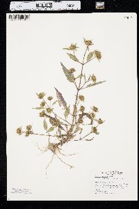 Bidens connata image