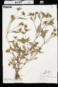 Bidens connata image