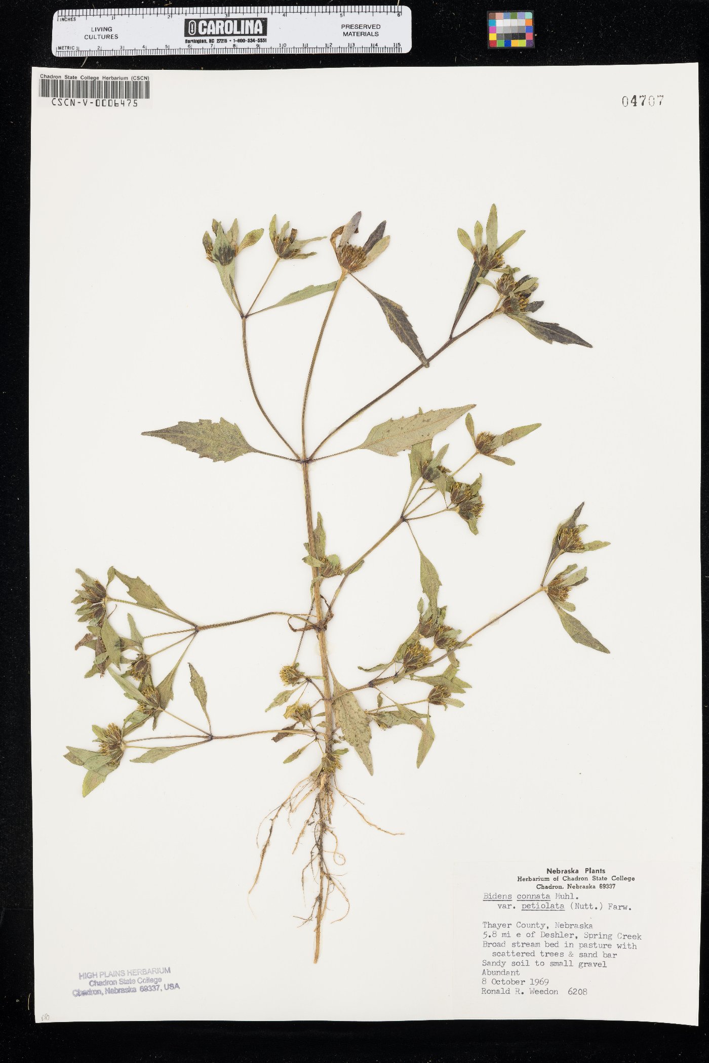 Bidens connata var. petiolata image