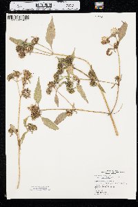 Bidens connata image