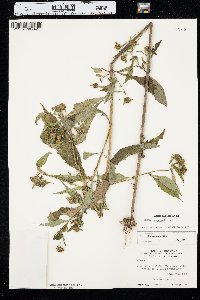 Bidens connata image