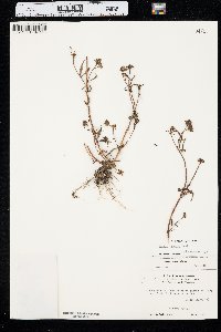 Bidens connata image